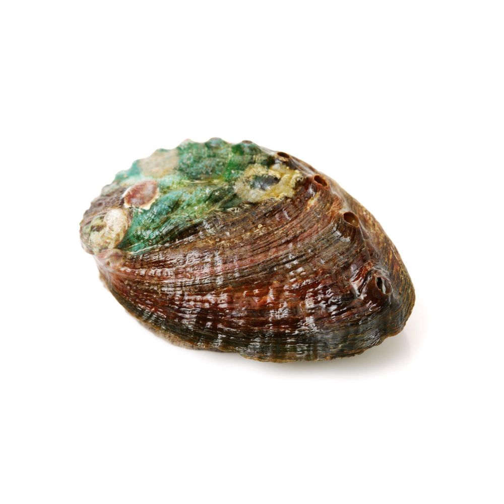 ABALONE-shop-online-abalone-cose-labalone-1.jpg